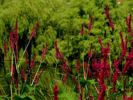 Red Flowers and Green Plants