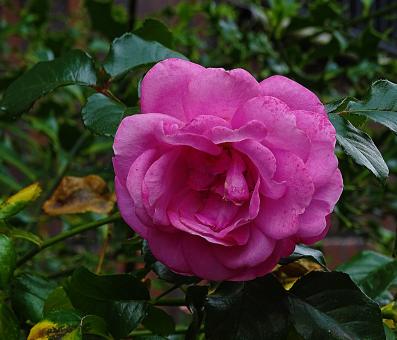 Single Pink Rose