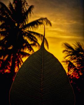 Sunset Behind Leave and Palm Trees - Free Stock Photo