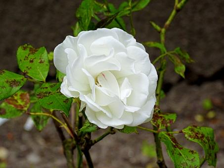 Single White Rose - Free Stock Photo