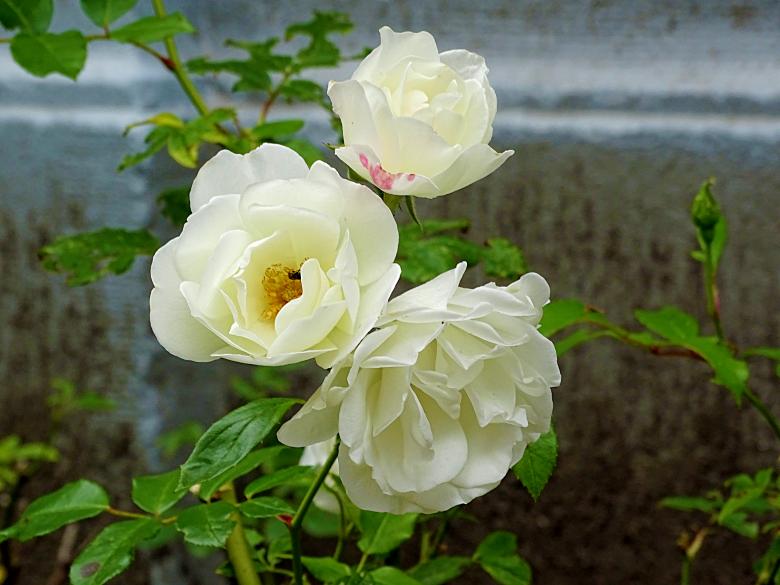 Free stock image of White Rose Tree created by Hans Zeilstra