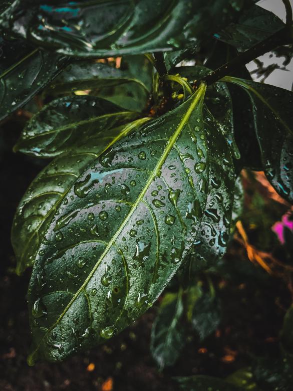 Free stock image of Leaf with Droplets created by Madhu Singh
