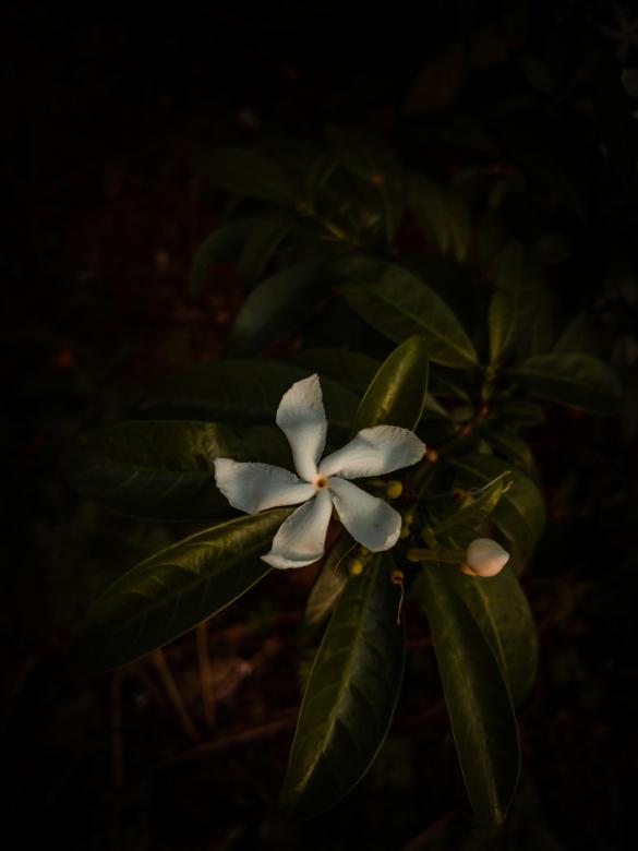 Free stock image of Small White Flower in Shadow created by Madhu Singh