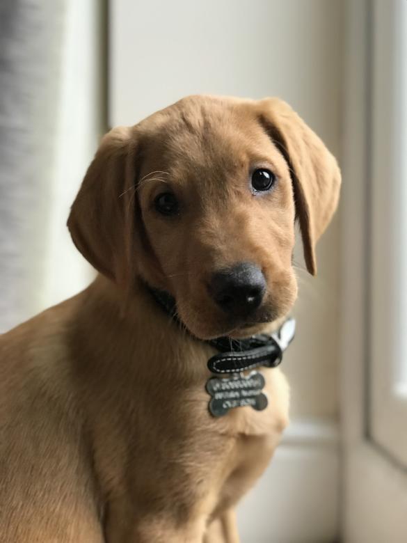 Free stock image of Cute Brown Puppy created by Nick Dyke