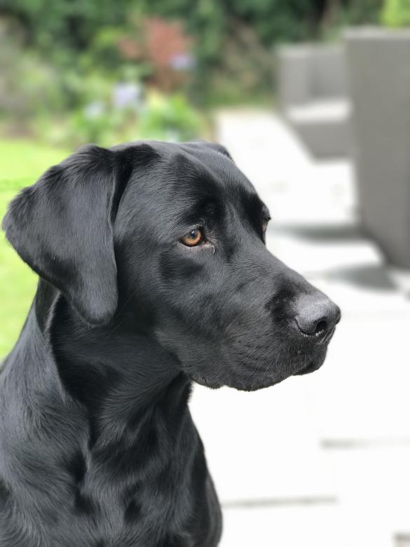 Free stock image of Black Dog Portrait created by Nick Dyke