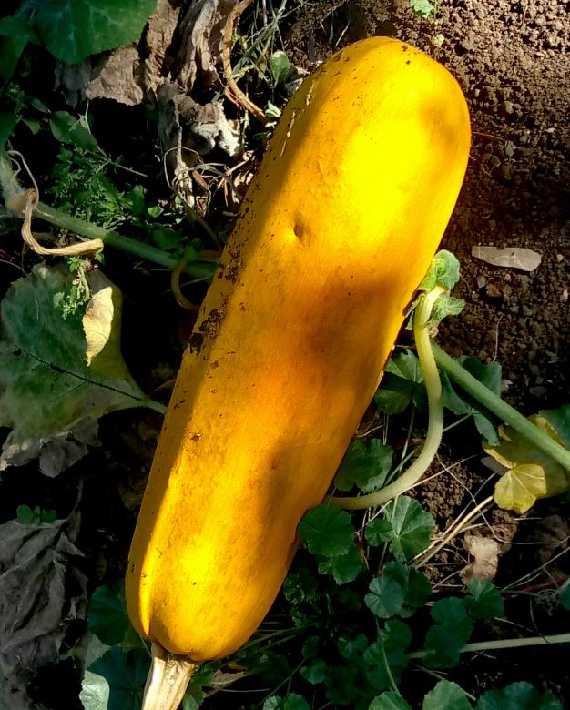 Free stock image of Autumn vegetable in Morocco created by lazrak