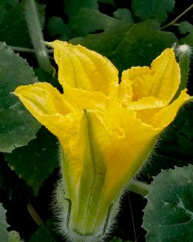 Yellow melon flower from Morocco - Free Stock Photo