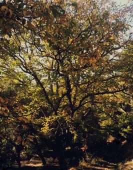 Autumn season in mountainous regions in Morocco - Free Stock Photo