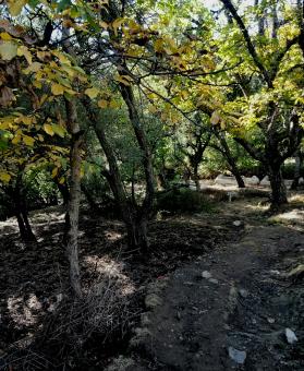 Wooden landscapes in the autumn season in Morocco - Free Stock Photo