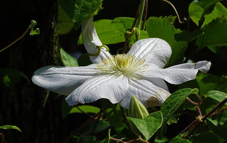 Free stock image of White Flower Amongst Leaves created by Hans Zeilstra