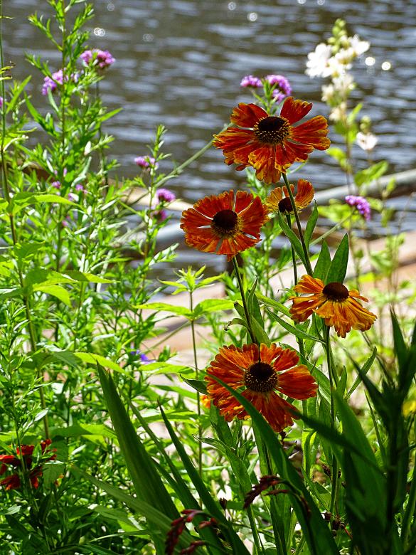Free stock image of Flowers near the water created by Hans Zeilstra