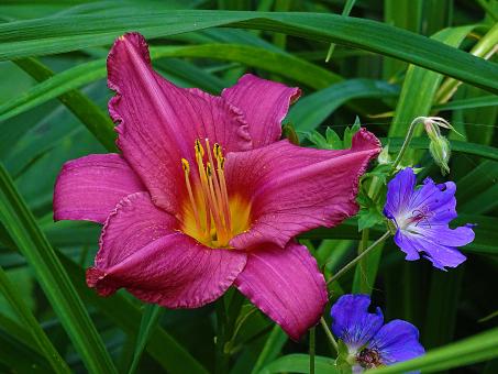 Pink Lily