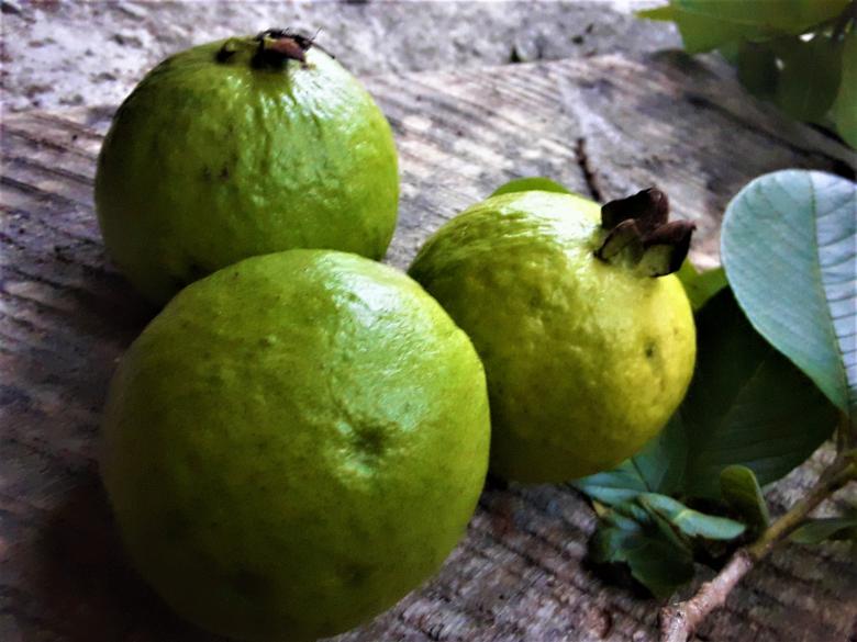 Free stock image of Green Guava created by Infinity Focus
