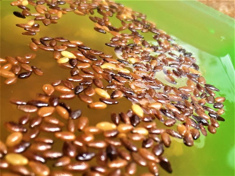 Free stock image of Watermelon Seeds created by Infinity Focus