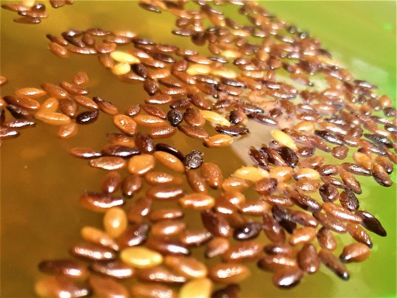 Free stock image of Watermelon Seeds in Water created by Infinity Focus