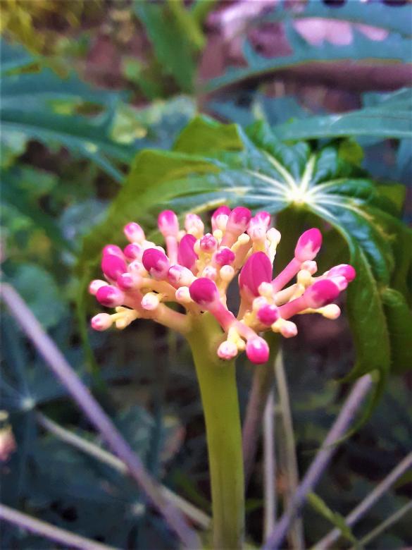 Free stock image of Pink Small Growing Flowers created by Infinity Focus