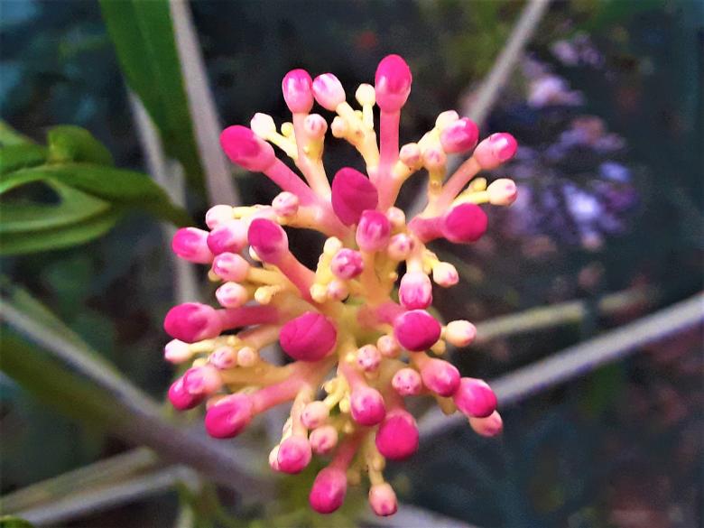 Free stock image of Pink Small Growing Flower created by Infinity Focus