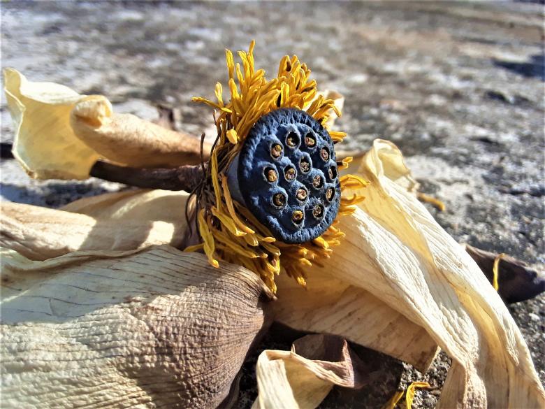 Free stock image of Dried Lotus Seed created by Infinity Focus
