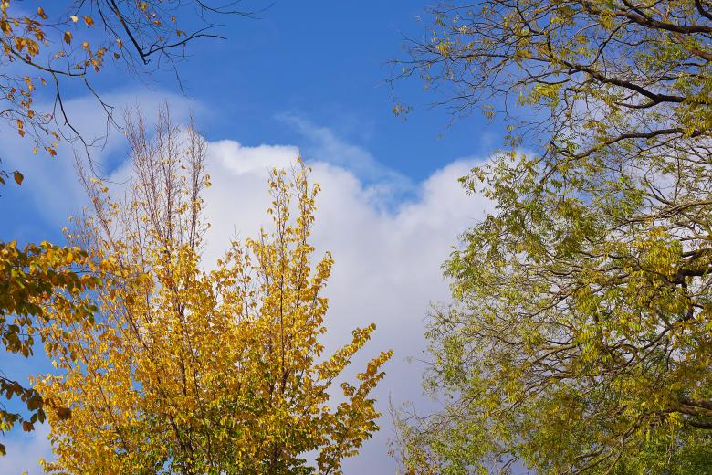 Free stock image of Autumn Trees Against Blue Sky created by Hans Zeilstra