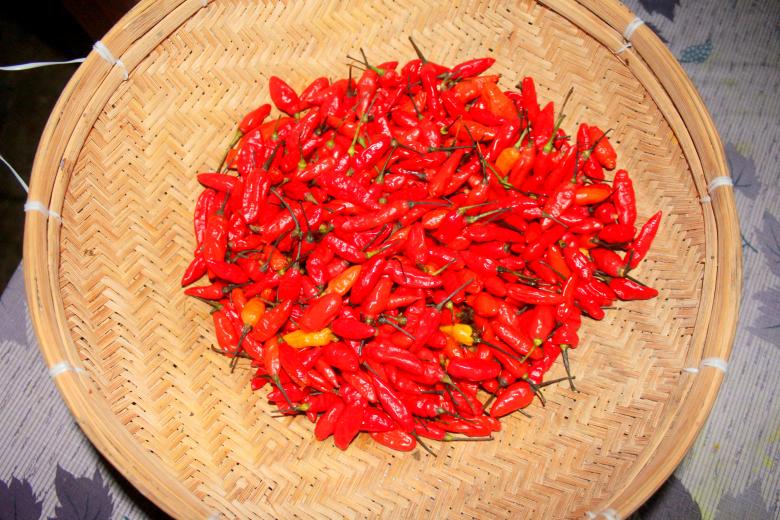 Free stock image of Red chili peppers on woven mat created by Moon  Bhuyan
