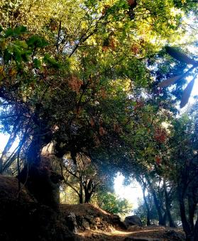 Forest in Morocco - Free Stock Photo