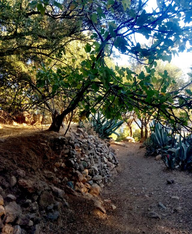 Free stock image of Trees and Stone Wall in Morocco created by lazrak