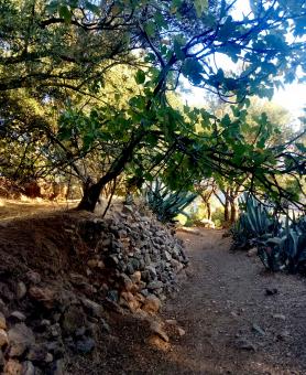 Trees and Stone Wall in Morocco - Free Stock Photo