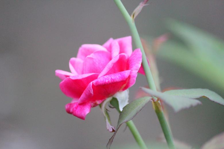Free stock image of Pink Rose Up Close created by Moon  Bhuyan