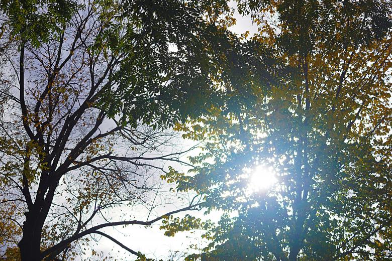 Free stock image of Autumn Sun Behind Trees created by Hans Zeilstra