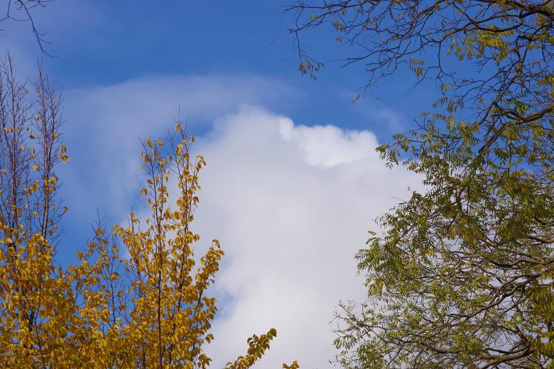 Free stock image of Autumn Treetops and Clouds created by Hans Zeilstra