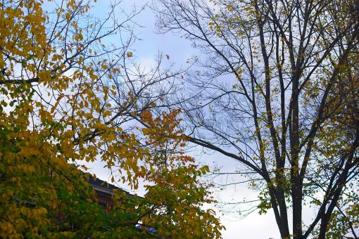 Autumn sky and trees
