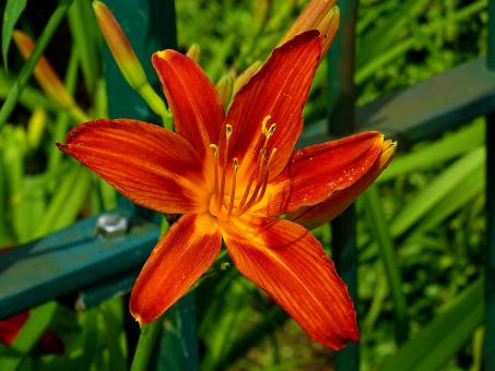 Orange and Red Lily