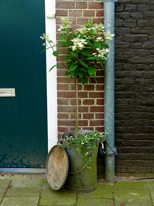 Free stock image of Flowers in a Bin created by Hans Zeilstra