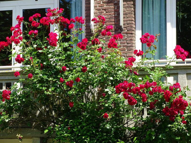Free stock image of Red Rose Bush created by Hans Zeilstra