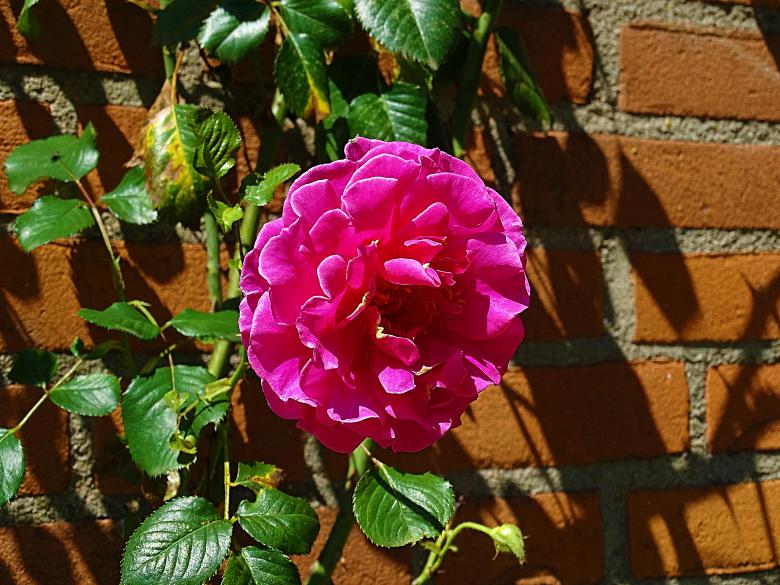 Free stock image of Pink Rose in Brick Wall created by Hans Zeilstra