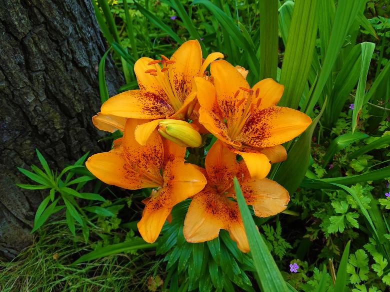 Free stock image of Orange Lilies created by Hans Zeilstra