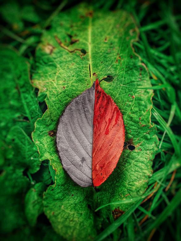 Free stock image of Leaf vs Leaf created by Chris H