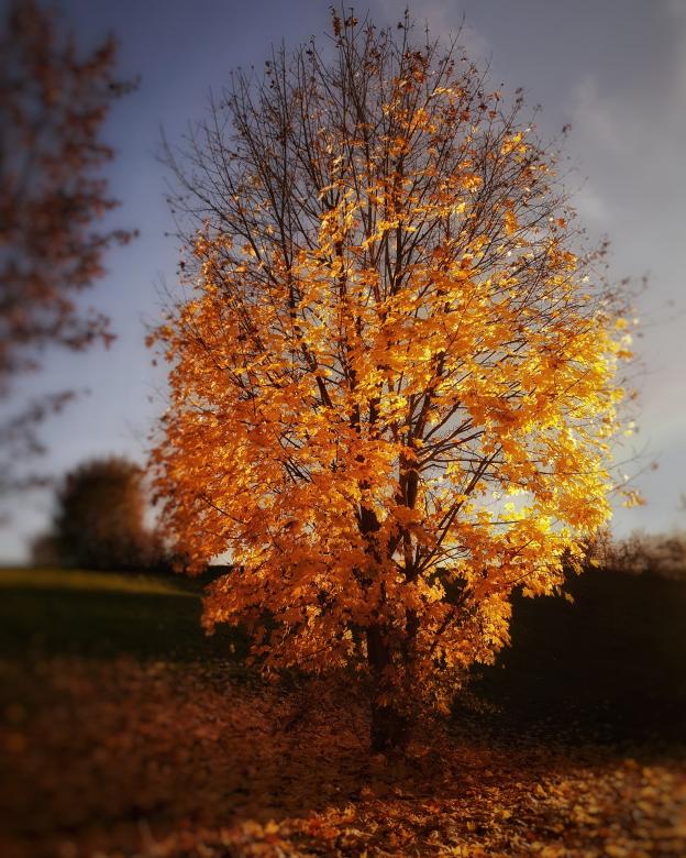 Free stock image of The Autumn Tree created by Chris H