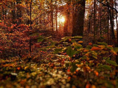 The Forest in Autumn - Free Stock Photo