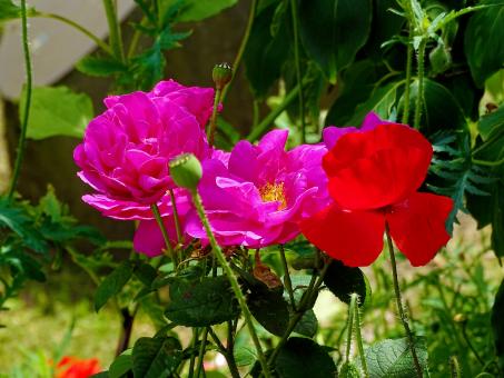 Pink and Red Flowers in Bloom