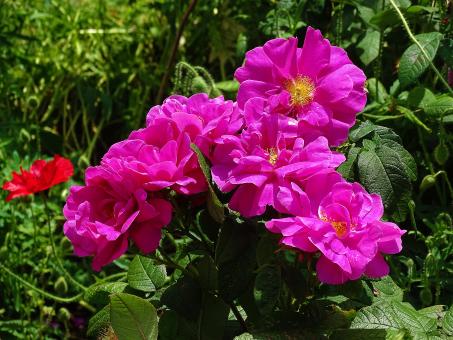 Pink Summer Flowers