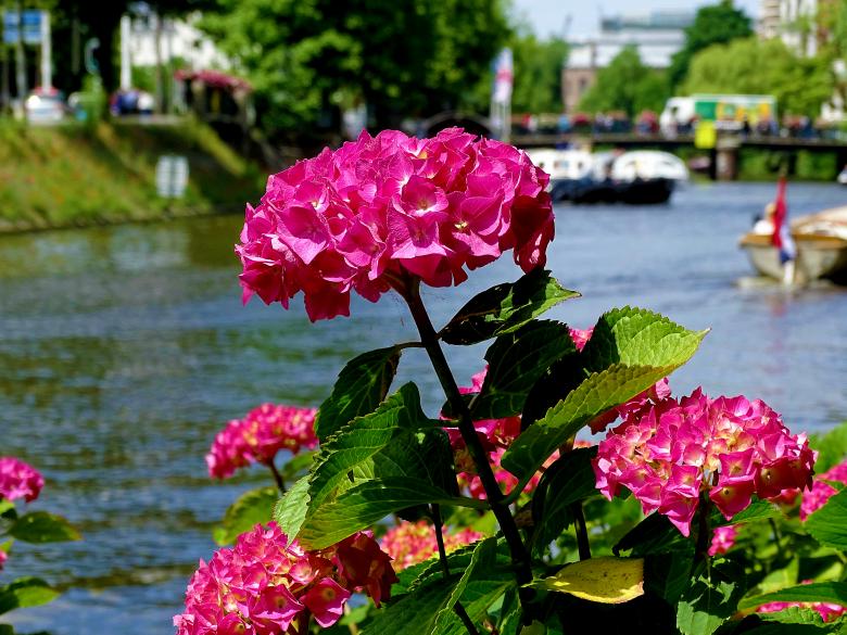 Free stock image of Flowers near the canal created by Hans Zeilstra
