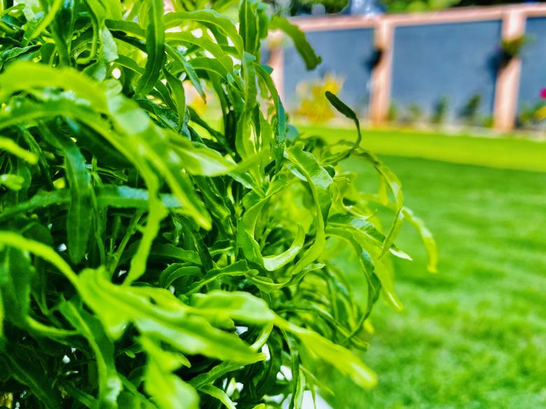 Free stock image of Side view of the tree created by SK