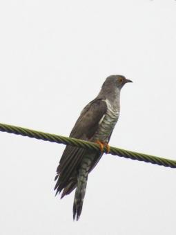 Indian cuckoo - Free Stock Photo