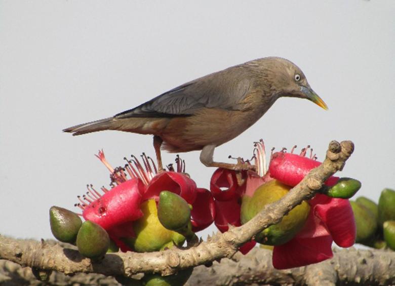 Free stock image of White Head Starling created by sylvester alphonso