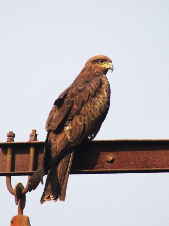 Free stock image of Black Eared Kite created by sylvester alphonso