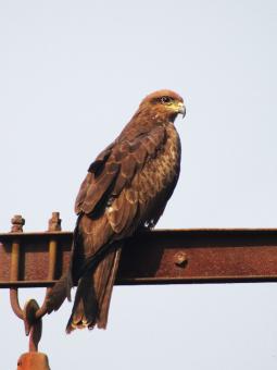 Black Eared Kite - Free Stock Photo