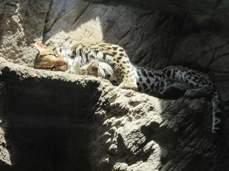 Free stock image of Leopard Lounging  created by Queen Of Pain 