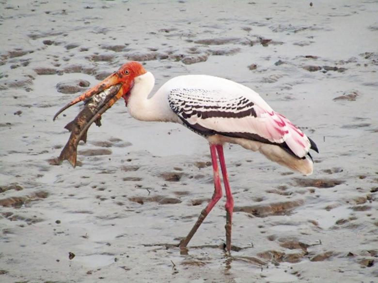Free stock image of Painted Stork created by sylvester alphonso