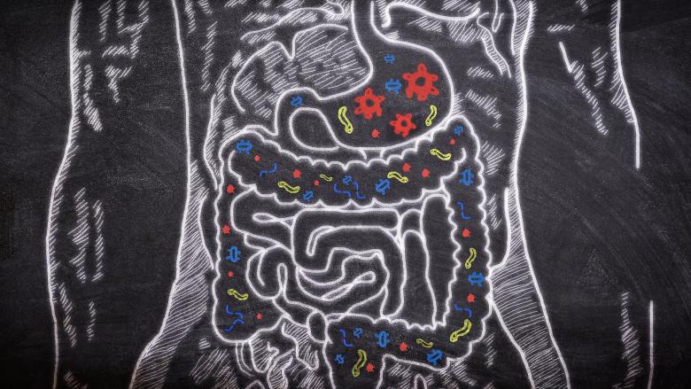 Free stock image of Microbiome - Microbiota - Gut Health - Probiotics created by Jack Moreh